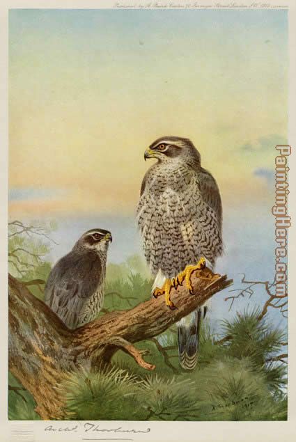 Goshawk